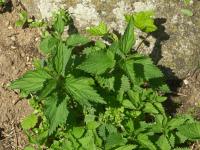 Kopřiva dvoudomá (Urtica dioica)