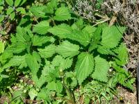 Kopřiva dvoudomá (Urtica dioica)