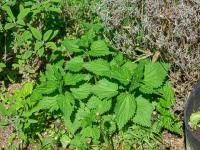 Kopřiva dvoudomá (Urtica dioica)