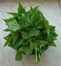 Kopřiva dvoudomá (Urtica dioica)