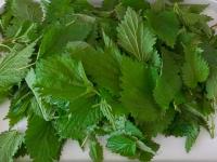 Kopřiva dvoudomá (Urtica dioica)