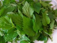 Kopřiva dvoudomá (Urtica dioica)