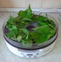 Kopřiva dvoudomá (Urtica dioica)