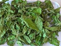 Kopřiva dvoudomá (Urtica dioica)