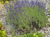 Levandule lékařská 'Hidcote Blue'