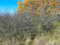 Trnka obecná (Prunus spinosa)