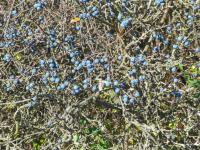 Trnka obecná (Prunus spinosa)