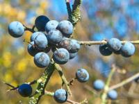 Trnka obecná (Prunus spinosa)