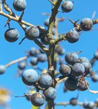 Trnka obecná (Prunus spinosa)