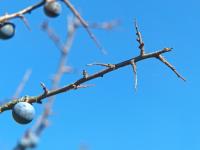 Trnka obecná (Prunus spinosa)