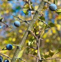 Trnka obecná (Prunus spinosa)