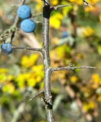 Trnka obecná (Prunus spinosa)