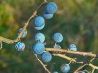Trnka obecná (Prunus spinosa)