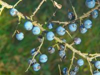 Trnka obecná (Prunus spinosa)