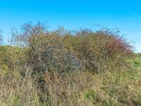 Trnka obecná (Prunus spinosa)