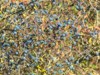 Trnka obecná (Prunus spinosa)