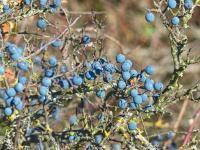 Trnka obecná (Prunus spinosa)