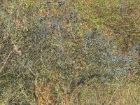 Trnka obecná (Prunus spinosa)