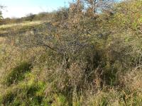 Trnka obecná (Prunus spinosa)