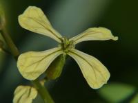 Roketa setá (Eruca vesicaria subsp sativa)