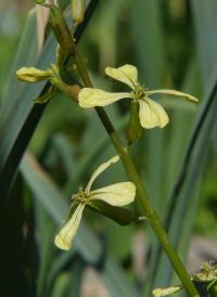 Roketa setá (Eruca vesicaria subsp sativa)