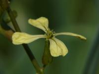 Roketa setá (Eruca vesicaria subsp sativa)