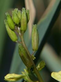 Roketa setá (Eruca vesicaria subsp sativa)