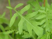 Roketa setá (Eruca vesicaria subsp sativa)