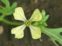 Roketa setá (Eruca vesicaria subsp sativa)