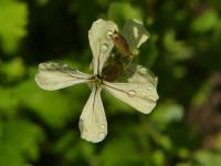 Roketa setá (Eruca vesicaria subsp sativa)