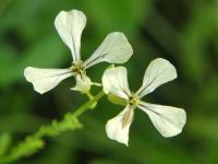 Roketa setá (Eruca vesicaria subsp sativa)
