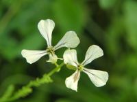 Roketa setá (Eruca vesicaria subsp sativa)