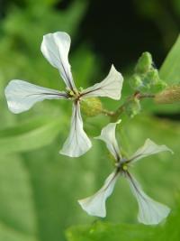 Roketa setá (Eruca vesicaria subsp sativa)