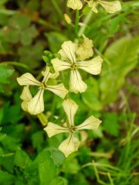 Roketa setá (Eruca vesicaria subsp sativa)