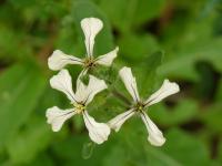 Roketa setá (Eruca vesicaria subsp sativa)