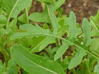 Roketa setá (Eruca vesicaria subsp sativa)