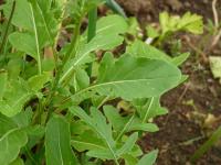 Roketa setá (Eruca vesicaria subsp sativa)