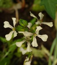 Roketa setá (Eruca vesicaria subsp sativa)