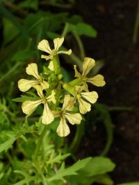 Roketa setá (Eruca vesicaria subsp sativa)