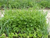 Roketa setá (Eruca vesicaria subsp sativa)