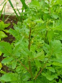 Roketa setá (Eruca vesicaria subsp sativa)