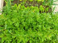Roketa setá (Eruca vesicaria subsp sativa)