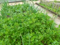 Roketa setá (Eruca vesicaria subsp sativa)