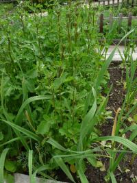 Roketa setá (Eruca vesicaria subsp sativa)