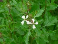 Roketa setá (Eruca vesicaria subsp sativa)