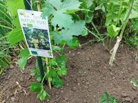 Réva vinná 'Polo Muskat' (Vitis vinifera)