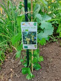 Réva vinná 'Polo Muskat' (Vitis vinifera)