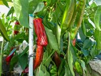 Paprika setá
