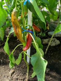 Paprika setá (Capsicum annuum)
