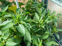 Paprika setá (Capsicum annuum)